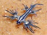 /album/fotogaleria-venta-de-mascotas-exoticas/dragon-azul-2-jpg/